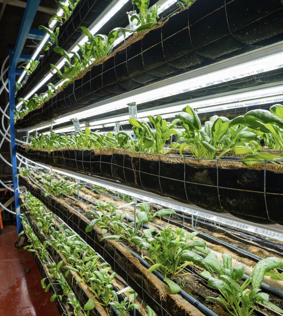 AGRIA growing racks with crops, lighting, and irrigation