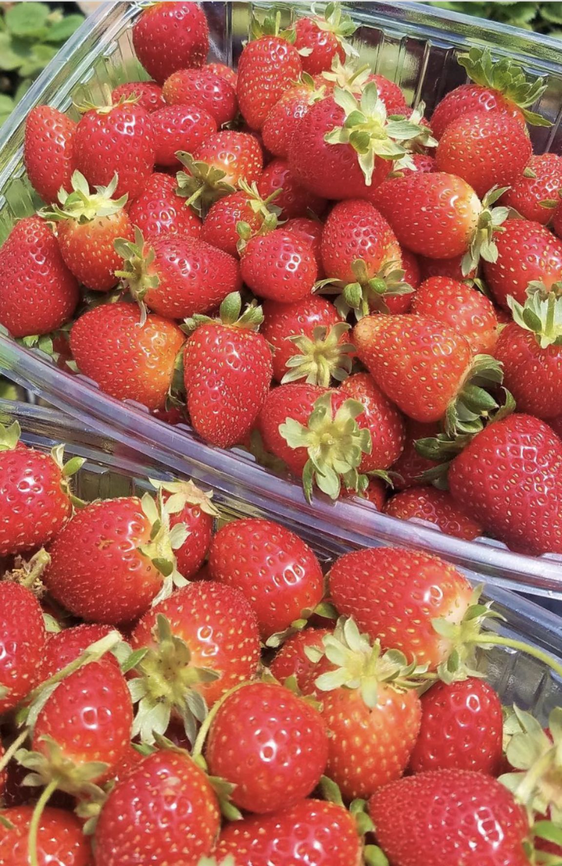 Harvested strawberries in AGRIA company materials