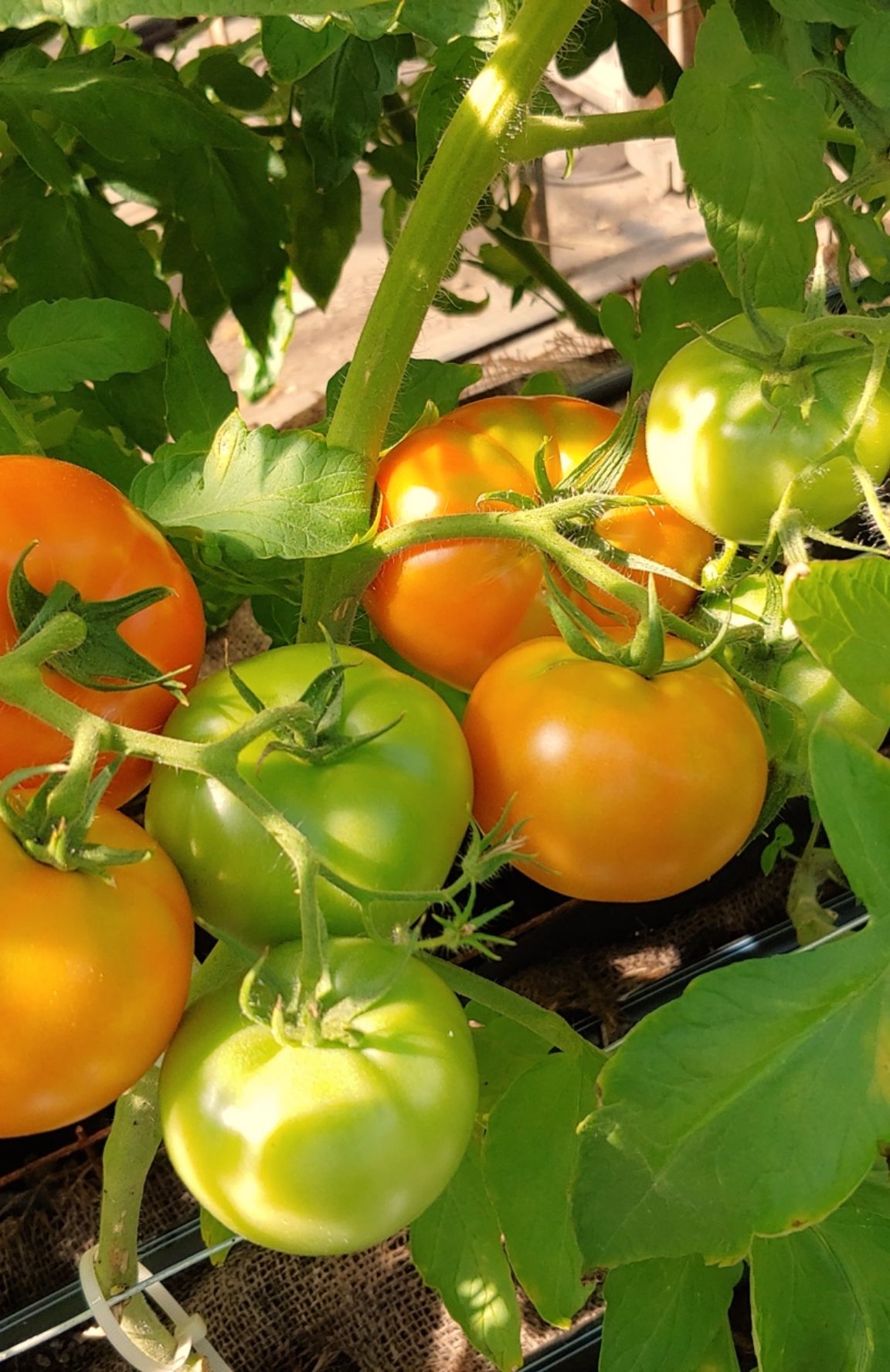 Tomatoes growing on the vine in AGRIA company materials